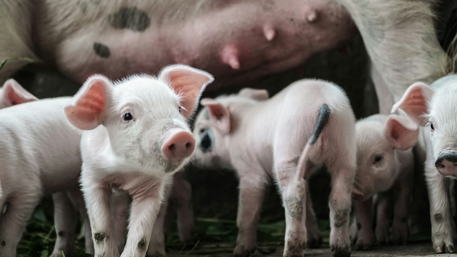 Young piglets together in a farm pen
